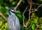 Yellow-crowned Night Heron (Nyctanassa violacea) - Nocturnal Majesty