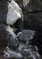 Yellow-crowned Night Heron Nyctanassa violacea, Puerto Egas, Santiago Island, Galapagos Islands