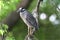 Yellow-crowned Night-Heron (Nyctanassa violacea) in a Tree