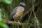 yellow-crowned night heron perched on tree branch, watchful eyes