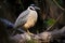 yellow-crowned night heron perched on tree branch, watchful eyes