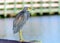 Yellow Crowned Night Heron On Rail