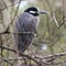 Yellow-crowned Night Heron Resting