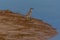 Yellow Crowned Night Heron on the Sand Bar