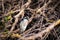 Yellow-crowned Night Heron sitting in a tangle of trees