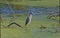 A Yellow Crowned Night Heron stalking small fish and Frogs in the wooded margins of Elm Lake