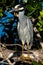 Yellow Crowned Night Heron Standing Guard