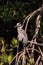 Yellow crowned night heron wading bird Nyctanassa violacea