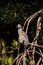 Yellow crowned night heron wading bird Nyctanassa violacea