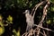 Yellow crowned night heron wading bird Nyctanassa violacea