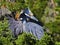 Yellow-crowned Night Herons in Tree