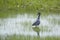 Yellow Crowned Night Standing in Marsh