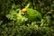 Yellow-crowned Parakeet - kakariki - Cyanoramphus auriceps endemic parakeet feeding in the bush in New Zealand, North Island,