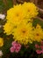YELLOW CRYSAN FLOWERS FOR DECORATION