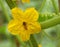 Yellow Cucumber blossom