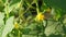 Yellow cucumber flower grows and blooms on a cucumber farm close up view
