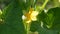 Yellow cucumber flower grows and blooms on a cucumber farm close up view