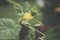 yellow cucumber flowers