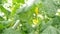 Yellow cucumber flowers in greenhouse