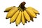 Yellow Cultivated banana on white background.