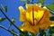 Yellow Cup Of Gold Vine Solandra maxima flower in the tropical garden of Tenerife,Canary Islands,Spain. Blooming Golden Chalice