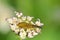 Yellow Curculionidae Beetle on white flower