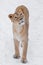 Yellow curious slim lioness on white snow woman looks up, look -with appetite