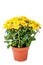 Yellow curly chrysanthemum flower potted on white background