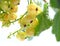 Yellow currant