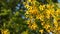 Yellow currant flowers on a branch