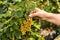 Yellow currant growers engineer working in garden with harvest
