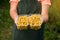 Yellow currant growers engineer working in garden with harvest, woman with box of berries