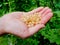 Yellow currants in the hand