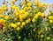 Yellow Cutleaf coneflowers in the field