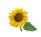 Yellow cutout sunflower with leaves and stem, isolated bright object on the white background for decor, harvest time design,