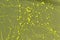 Yellow cyanobacteria colony