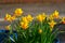 Yellow Cyclamen-flowered daffodil flowers in a blue pot