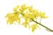 Yellow Cymbidium Orchid Flowers Isolated on White Background