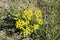 Yellow cypress spurge plant with flowers on meadow