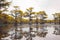 Yellow Cypress Trees On a Lake-2
