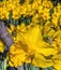 Yellow daffodi in closeup