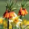 A yellow daffodil acompanied by an orange imperial crown