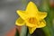  yellow daffodil bloomed Narcissus `Pipit` Jonquil Daffodil