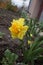 Yellow daffodil blooms in the flowerbed