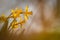 Yellow daffodil blossom with blurred background