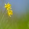 Yellow daffodil blossom on a meadow