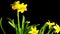 Yellow daffodil blossom, time-lapse with alpha channel