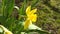 Yellow daffodil blowing in the wind