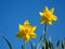 Yellow daffodil blue sky