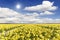 Yellow daffodil bulb field
